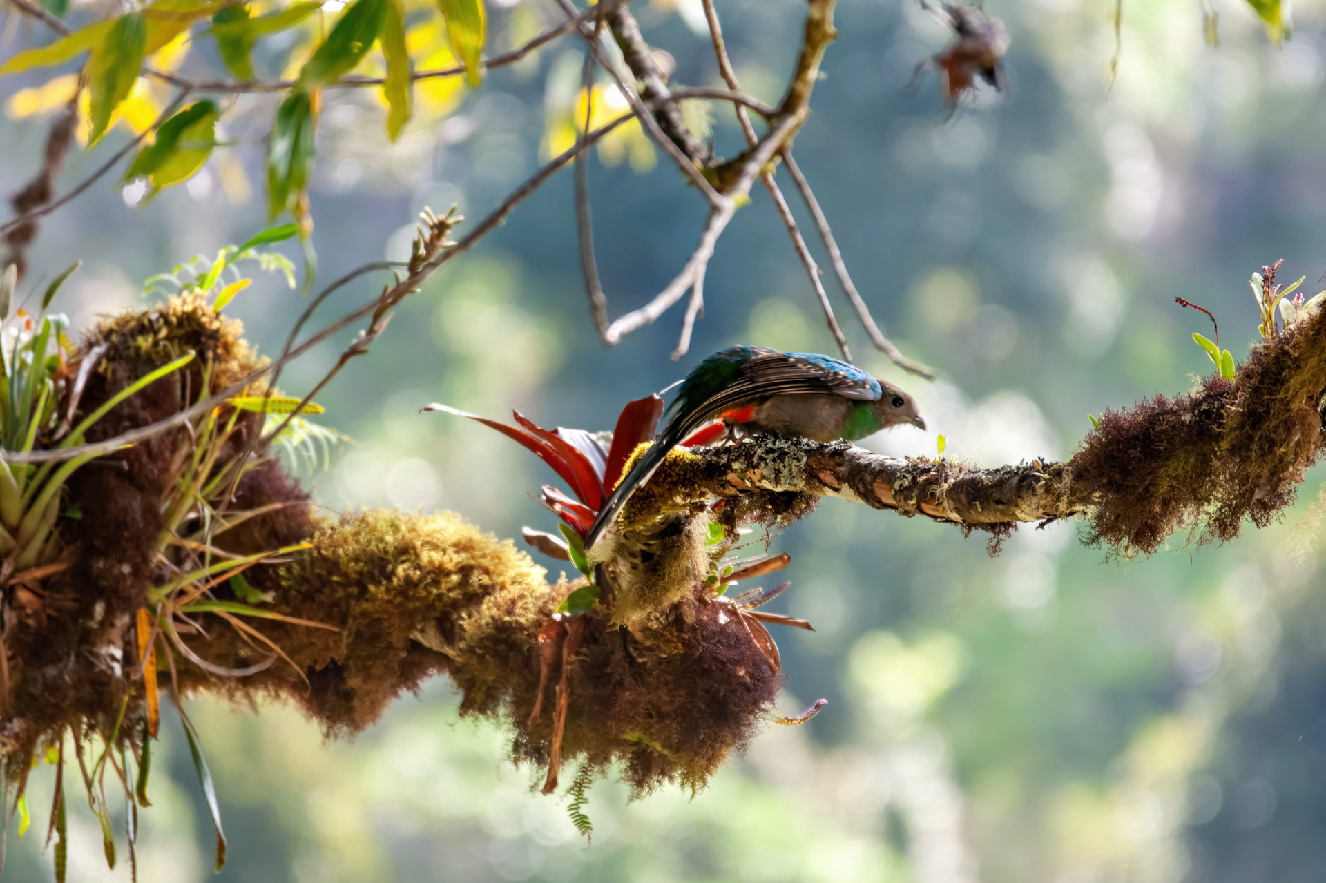 Weiblicher Quetzalvogel